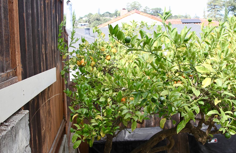 Fresh lemons for you!