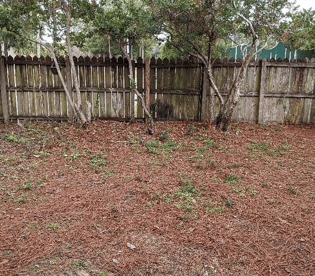 Back yard