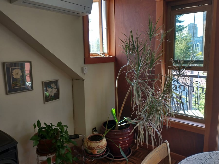 Light-filled living area with plants.