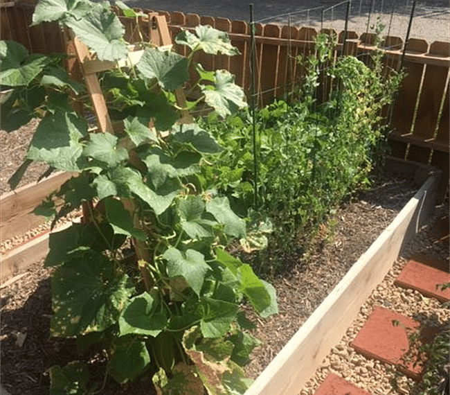 Garden area