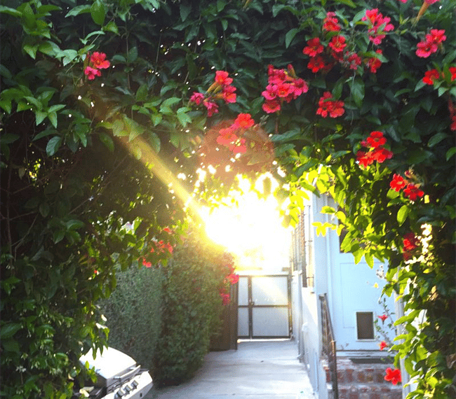 View from patio chairs of bower with trumpet vines and Morning Glory.