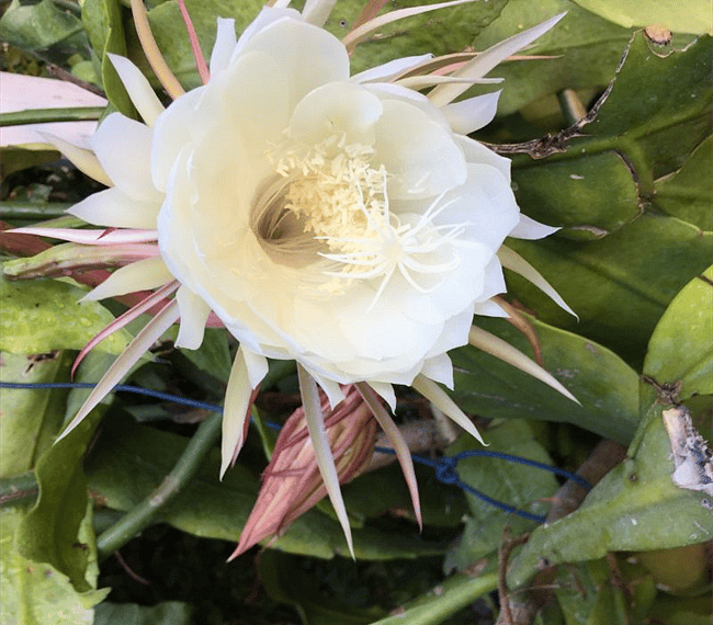 Night bloom Cirus