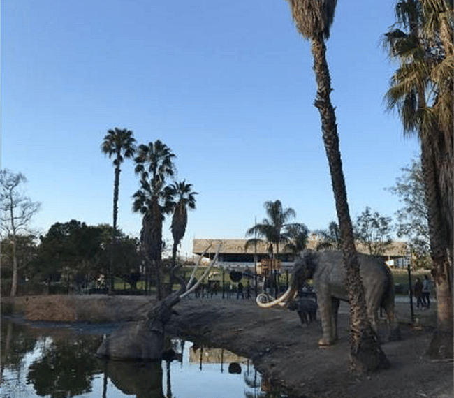 La Brea Tar pits, Museum and excavation site where many mammoths were found. 