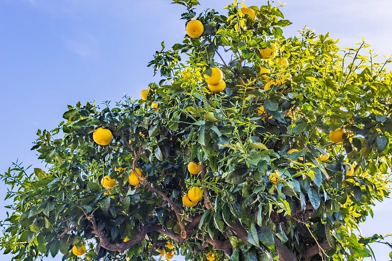 Grapefruit tree! Feel free to pick one.