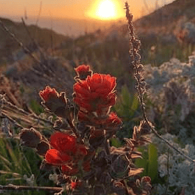 Spring wildflower (Indian paintbrush) just down the street and up a sand dune!!