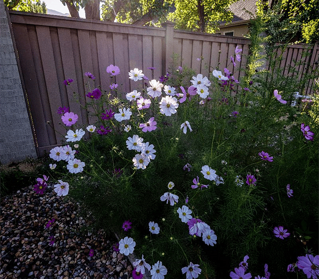 Amazing backyard garden