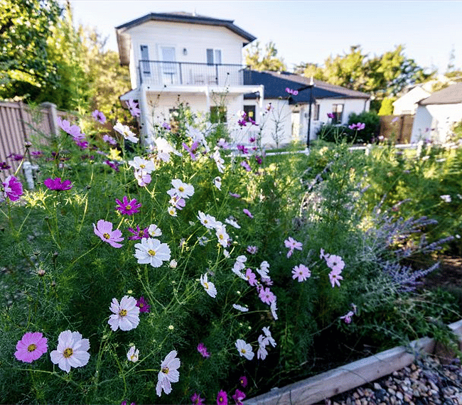 Amazing backyard garden