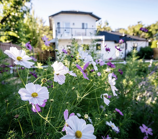 Amazing backyard garden
