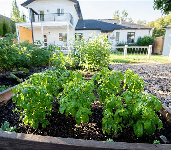 Amazing backyard garden