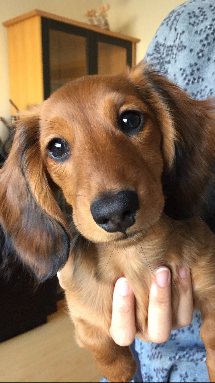 Our dog Ronja
