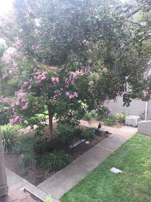 Window view