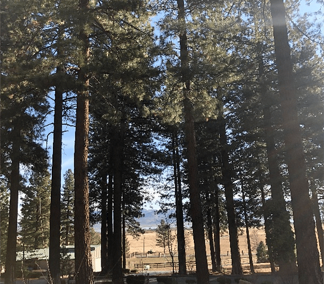 Beautiful view through the pines.