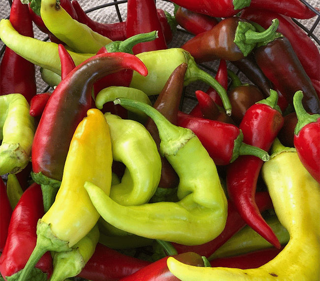 Fresh Chile from the growers market!