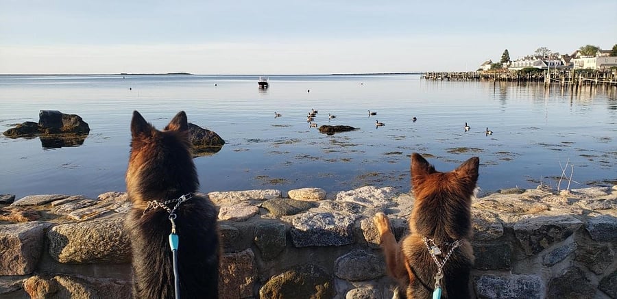 Our German Shepard's Osborne and Lady Liberty 
