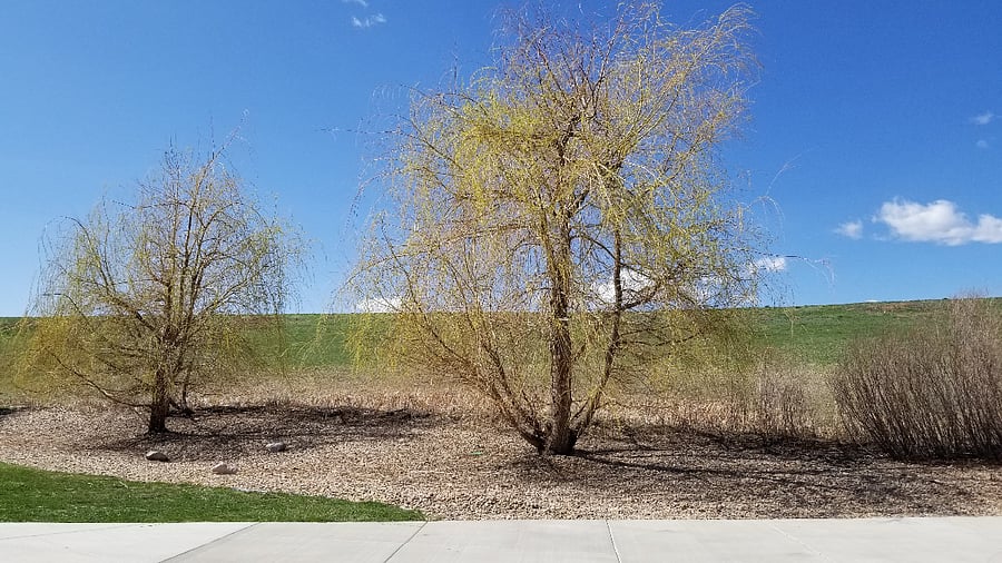 Trees behind townhome