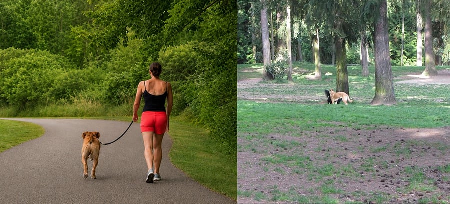 Walk the nearby 10-acre off-leash dog park (1 mile away), and scenic BPA Trail (1.8 miles away)