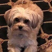 Teddy
