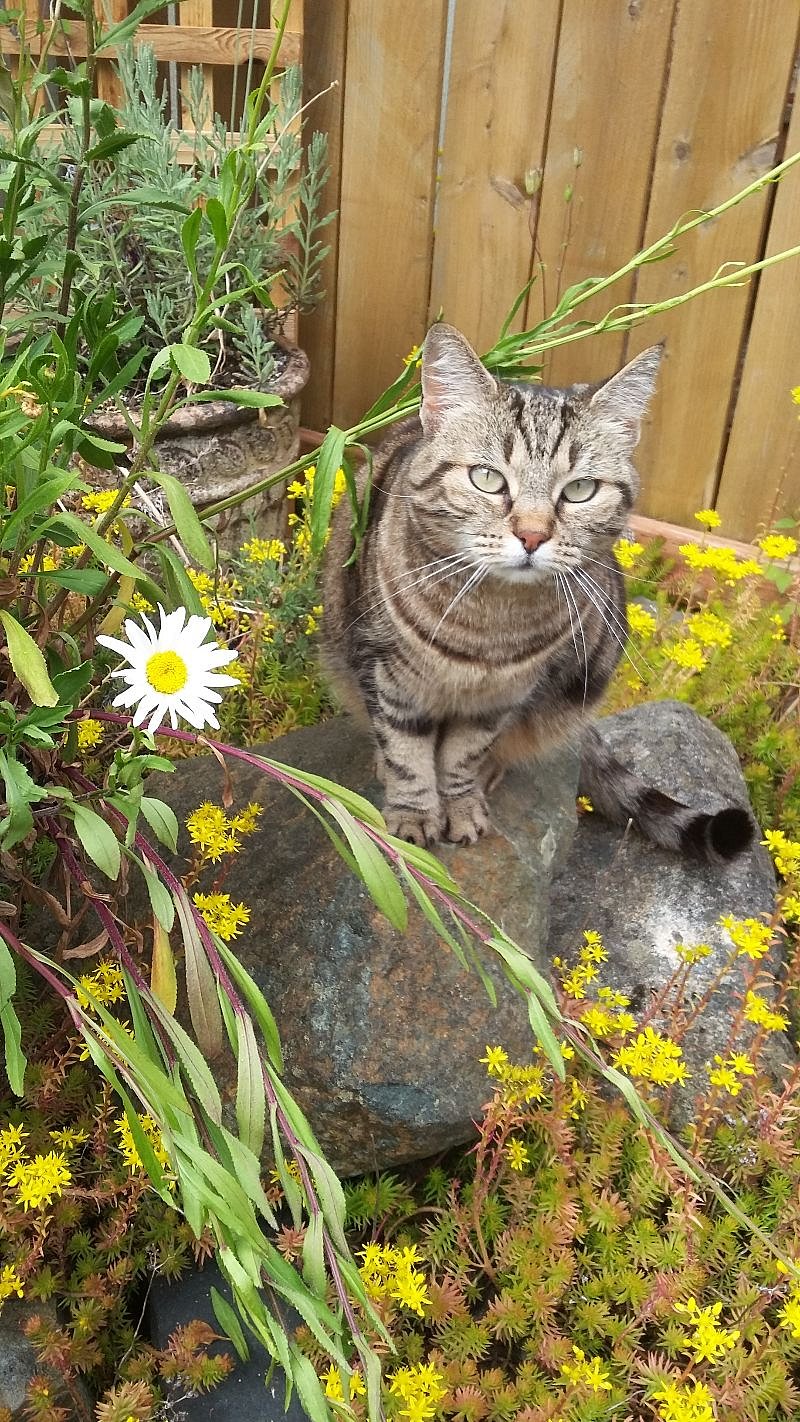 Squeaky, the friendly indoor/outdoor cat will be happy to greet you.