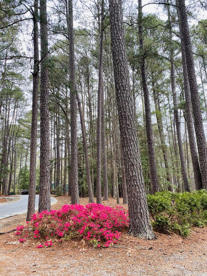 Furnished Finder property 258129_1 photo 29