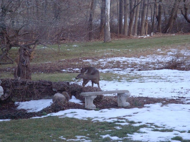 South Meadow and Fish Pond