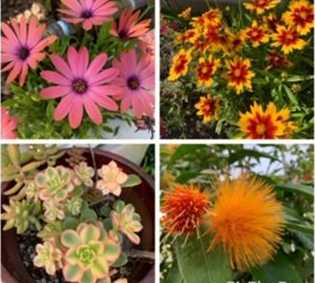 Spring Flowers