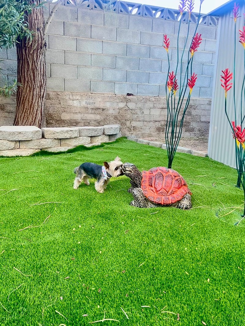 Doggies love it here !