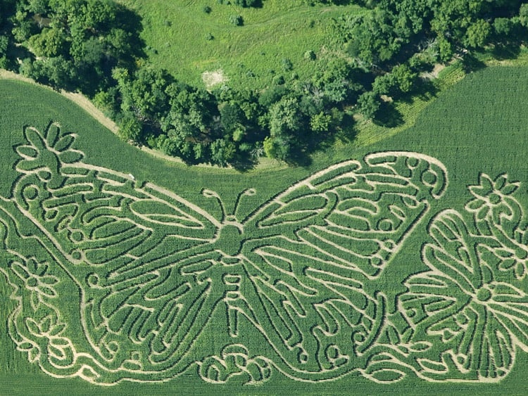 Corn maize at the butterfly house