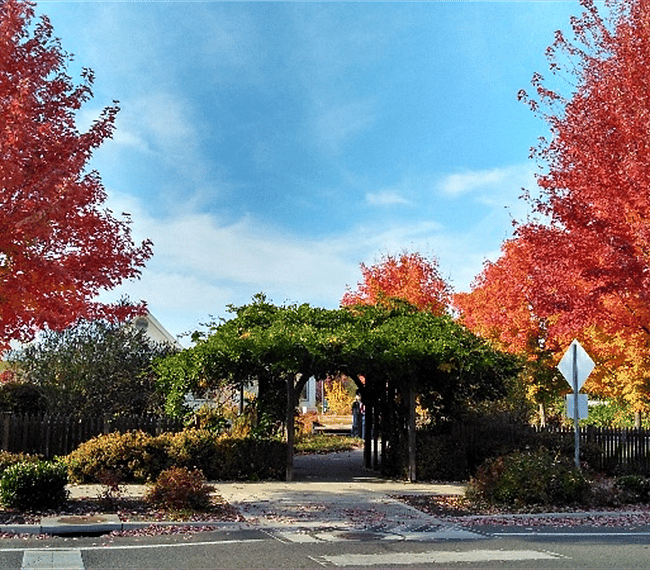 Fall colors