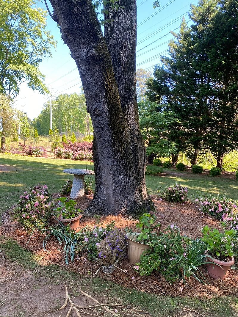 Professionally landscaped backyard 