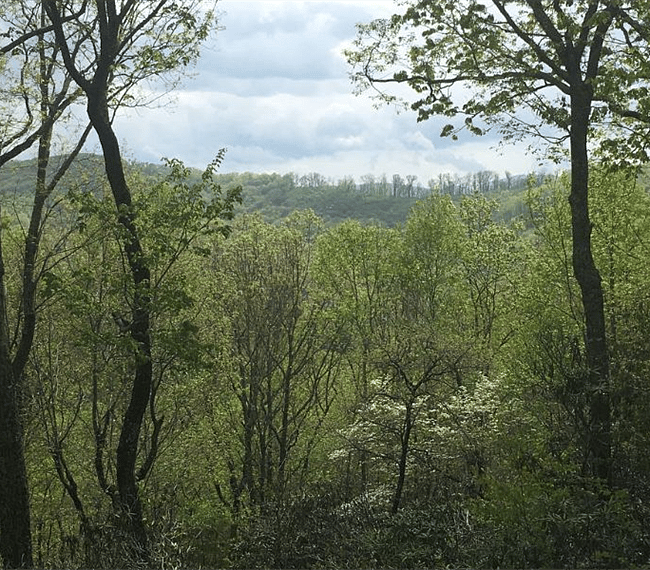 Our surroundings, green outdoors!