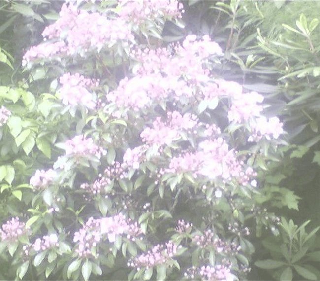 Lovely flower garden