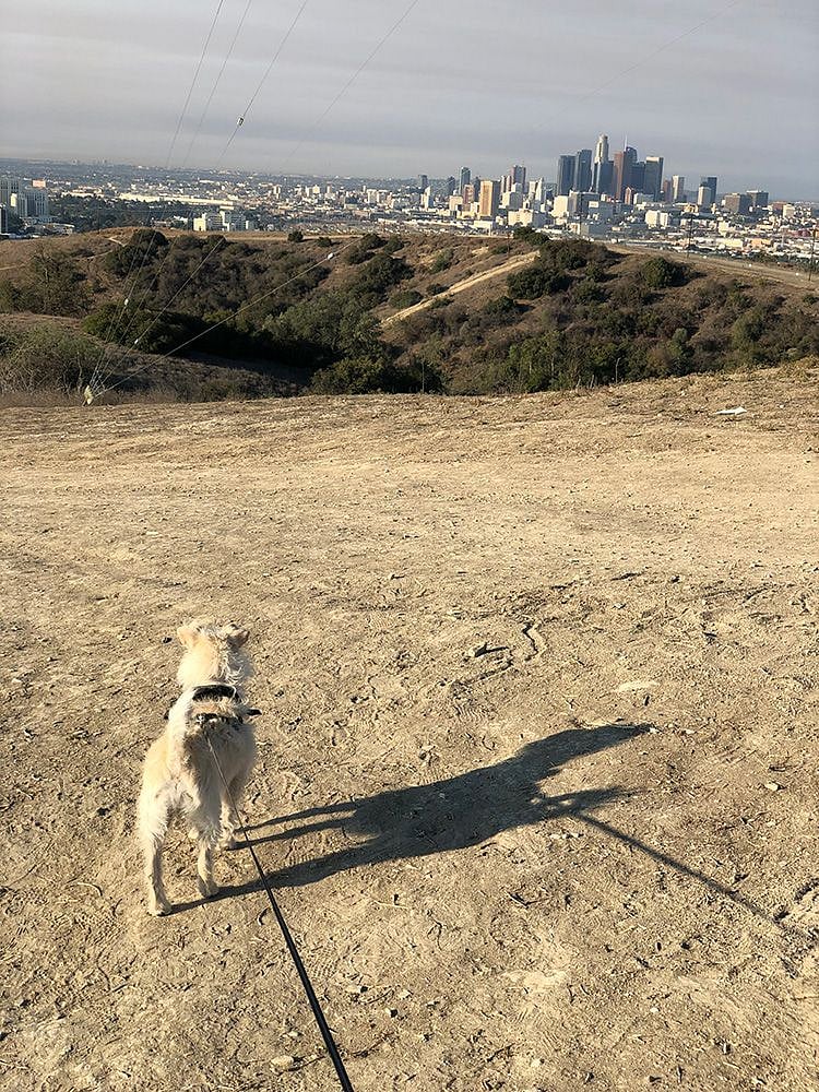 The DTLA view of the Ascot Hills Hike.