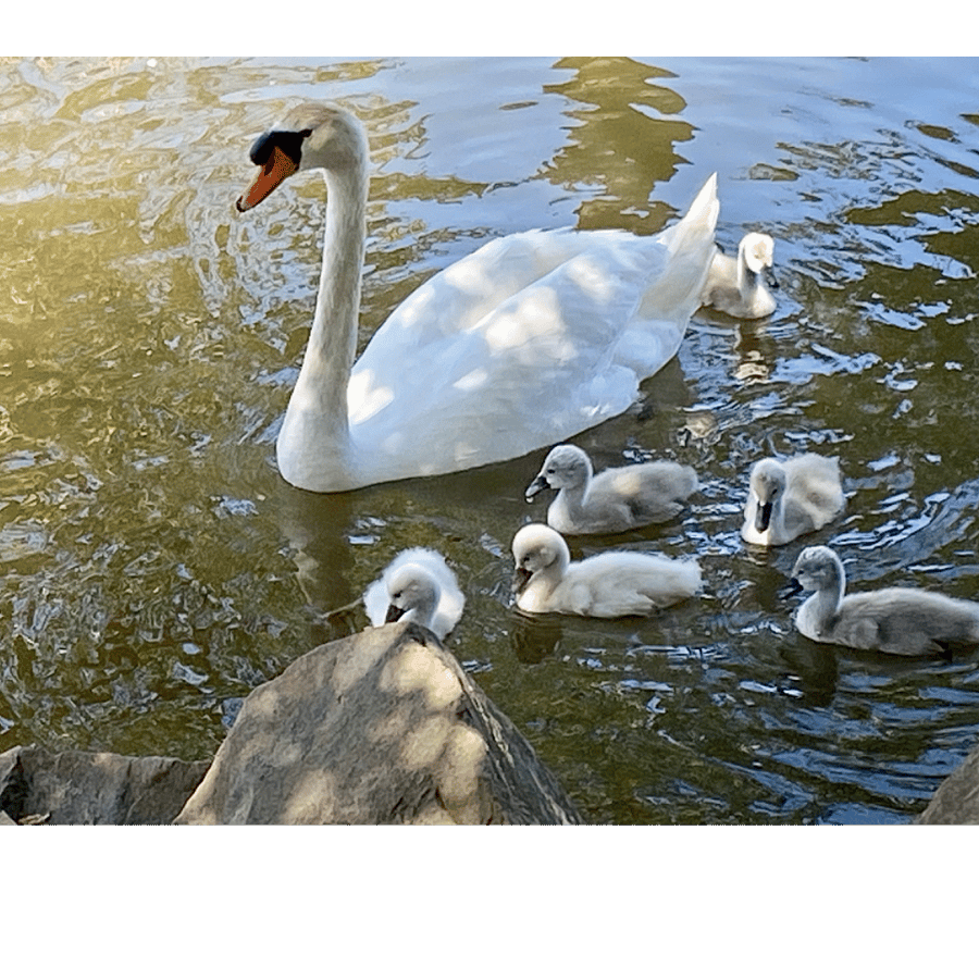 Howarth Park- Lake, Boating, FIshing, Hiking, Tennis,Jogging< Hiking Trails, etc