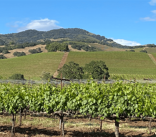 Wine Country-
Sonoma, Napa and Mendocino