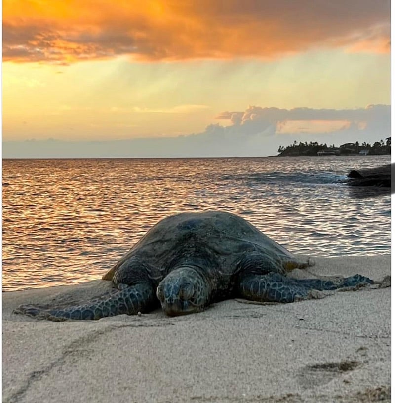 Always turtles on this neighborhood beach just about 3 miles from the condo. Directions are inside the unit in my guest book