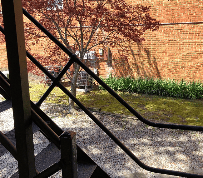 View from back porch.