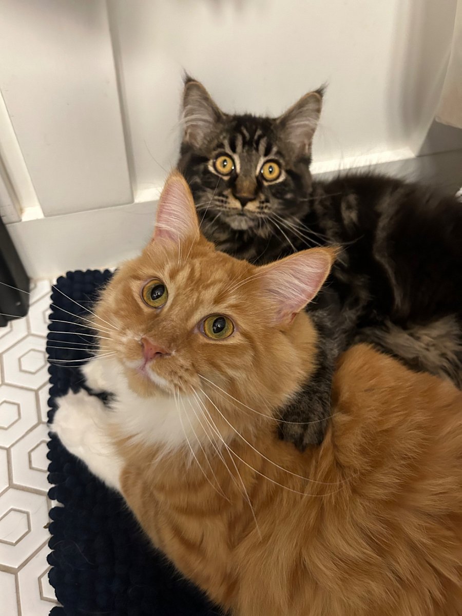 Harvey and Norm