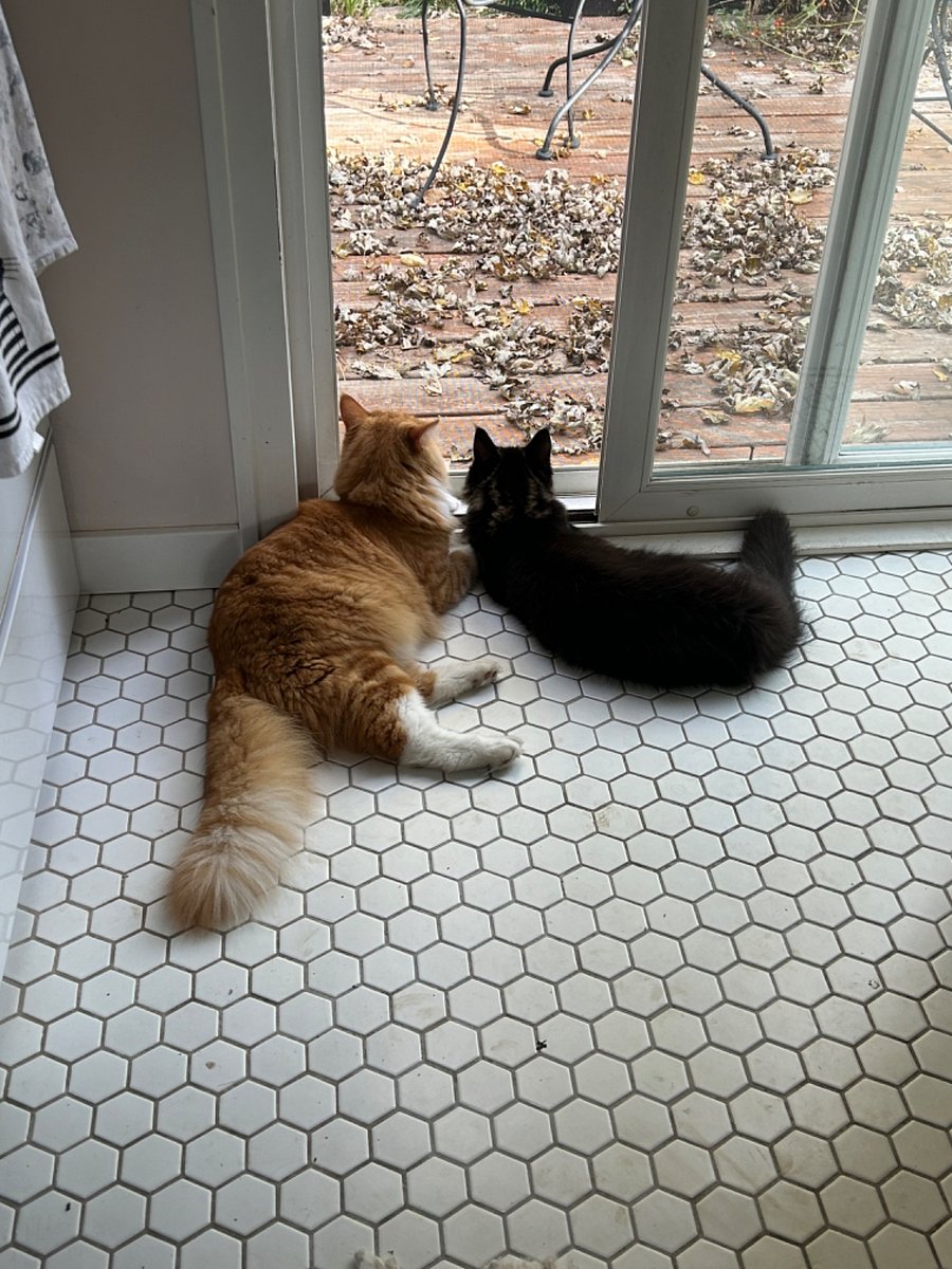 They are friendly Maine Coons