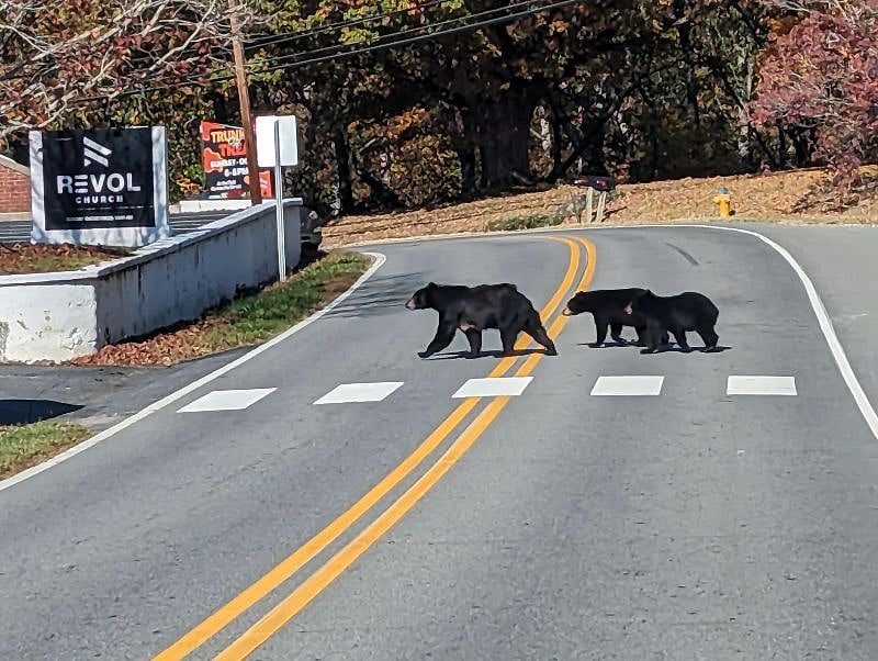 Yeah. There are black bear sightings often in the area. Don't run or panic. In case the cubs are nearby, just back up slowly.