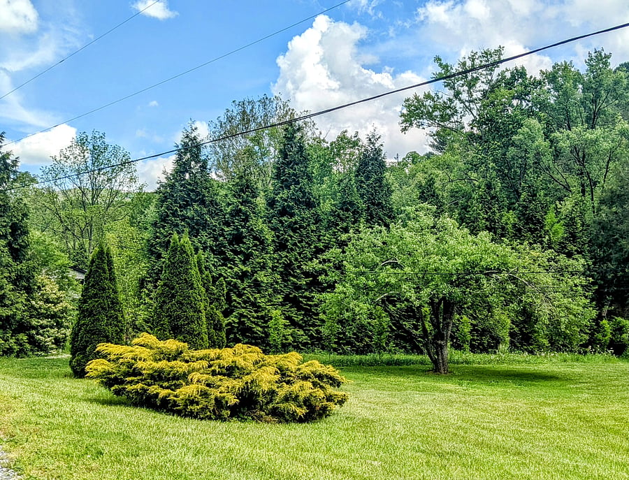 Your backyard is unfenced but lovely.