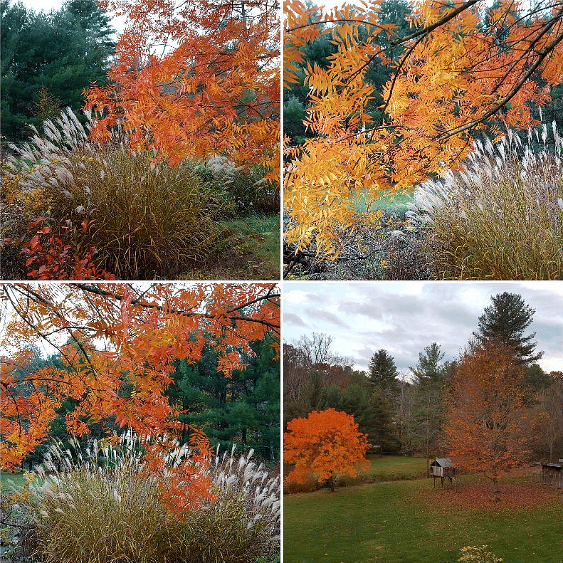 Autumn. Just walk across the street to our meadow to enjoy a stroll, a game of bocce or corn hole, a fire or a hang-out in the small pavilion or along the creek.