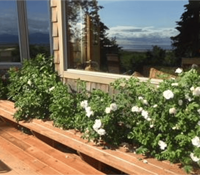 back deck