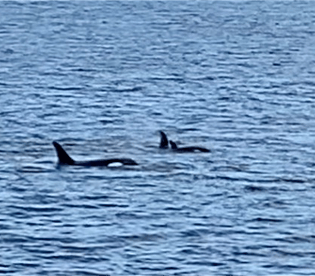 Pod of Orcas!