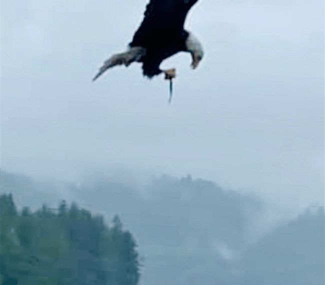 Bald Eagle fishing! Ketchikan