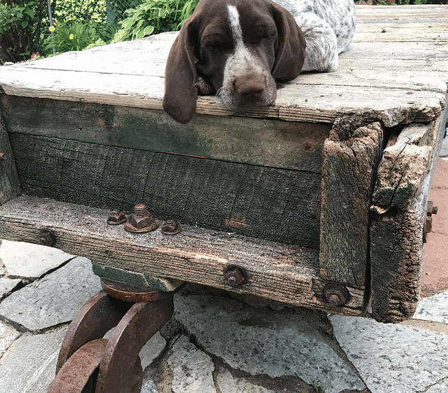 Our beloved dog