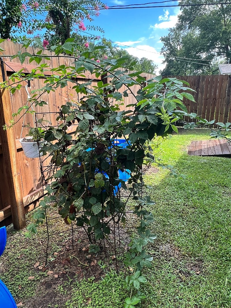 Blackberries!