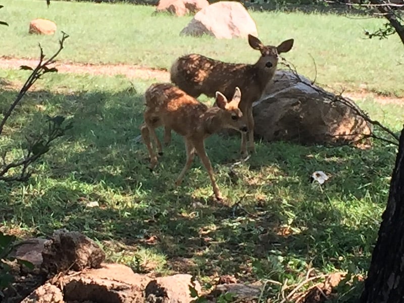Wildlife near the deck