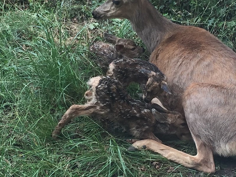 Momma with three babies