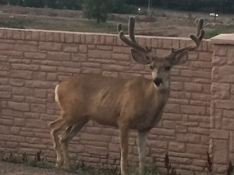 Buck from down the street.