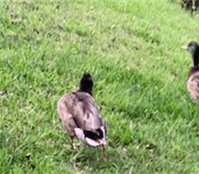 Just one of the many visitors we get on a daily basis.